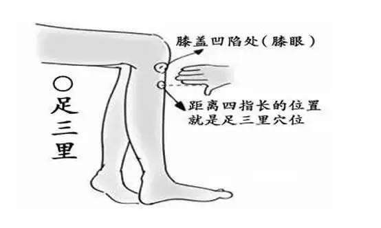 足三里穴位示意图